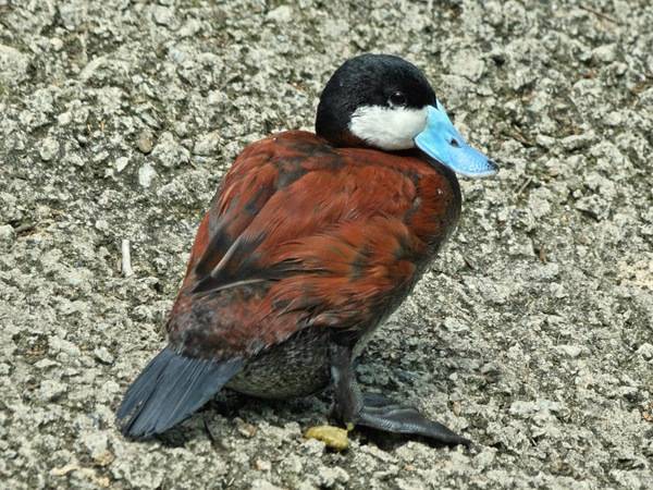 Ruddy Duck SMTC by SandyCole (mailto:sandyc@dicksandy.org) is licensed under CC BY-SA 3.0.